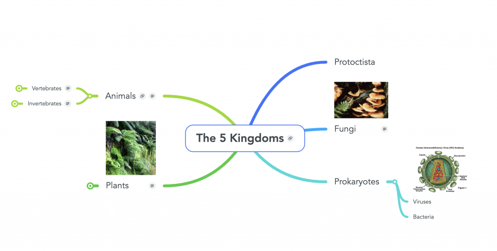 Mind map featuring the 5 kingdoms for biology. 